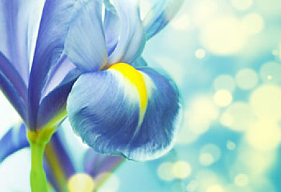 Fototapeta Blue Flower 5117